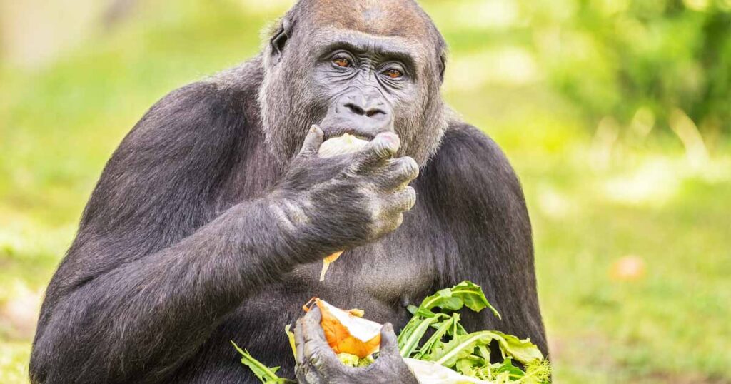 Wild Gorillas Sing And Hum During Their Favorite Meals