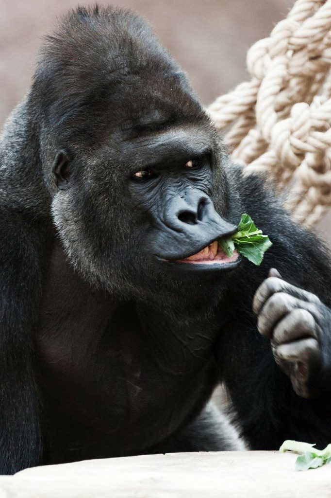 Wild Gorillas Sing And Hum During Their Favorite Meals