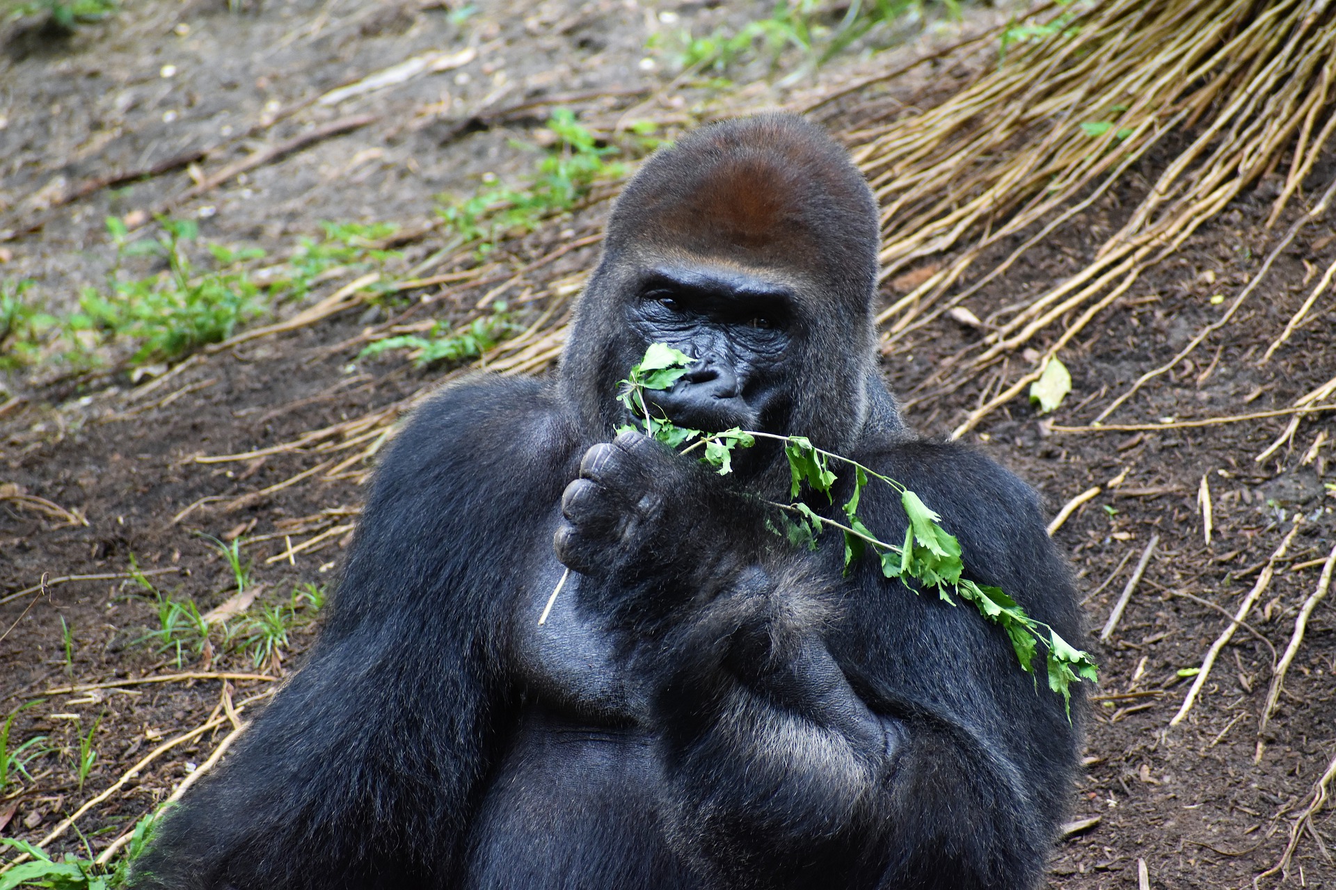 Wild Gorillas Sing And Hum During Their Favorite Meals