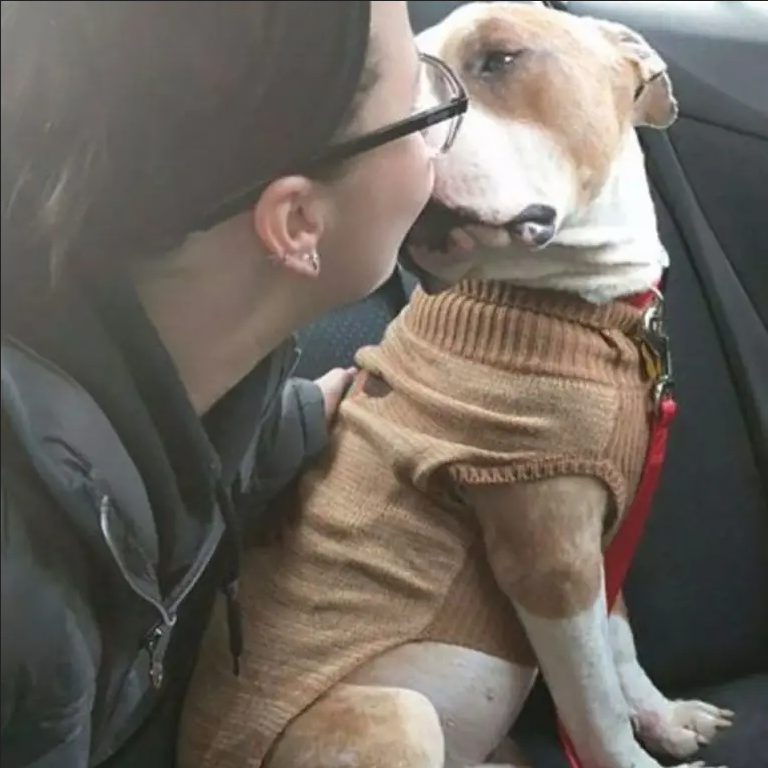 Overly Grateful Shelter Pit-Bull Won’t Stop Hugging Her Owner after Adoption