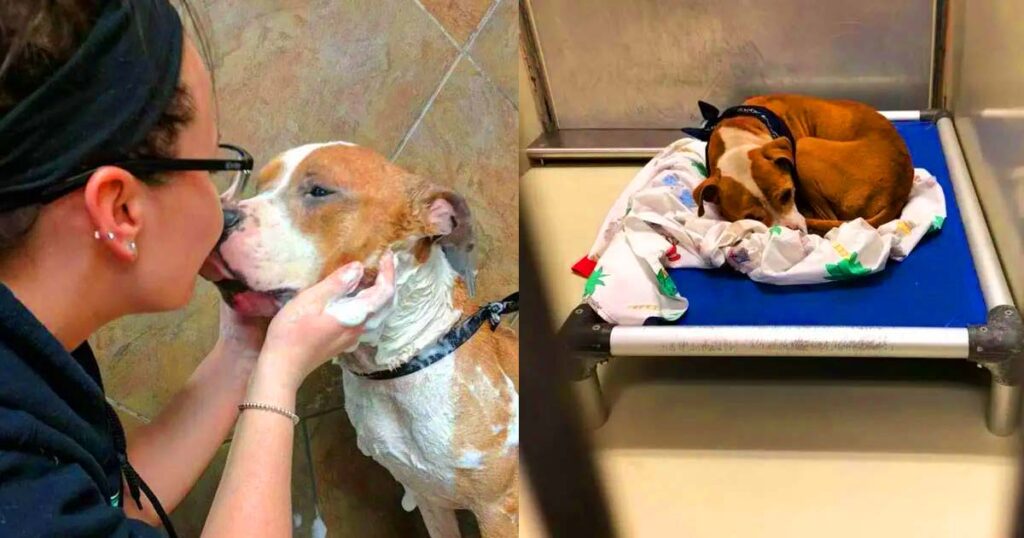 Overly Grateful Shelter Pit-Bull Won’t Stop Hugging Her Owner after Adoption