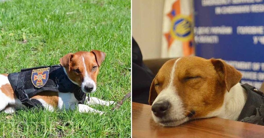 Adorable Hero Pup Awarded For His Military Services