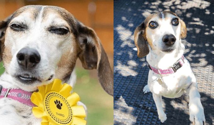 A puppy who ran away from home returns with a dog show rosette after winning third place