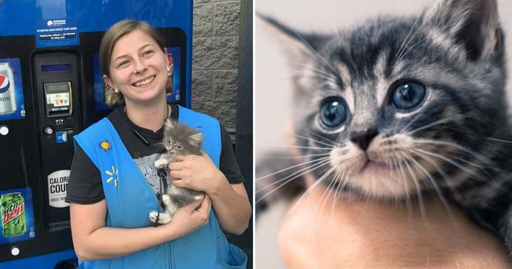 Firemen rescue an adorable kitten from a vending machine — She’s now called Pepsi