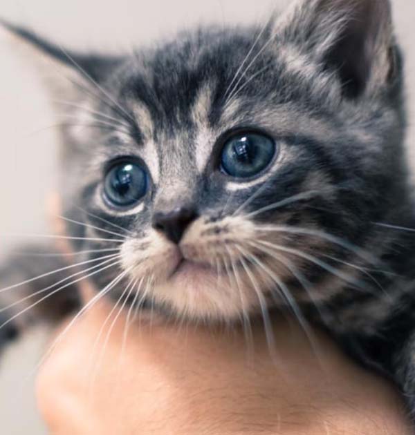 Firemen rescue an adorable kitten from a vending machine — She's now called Pepsi