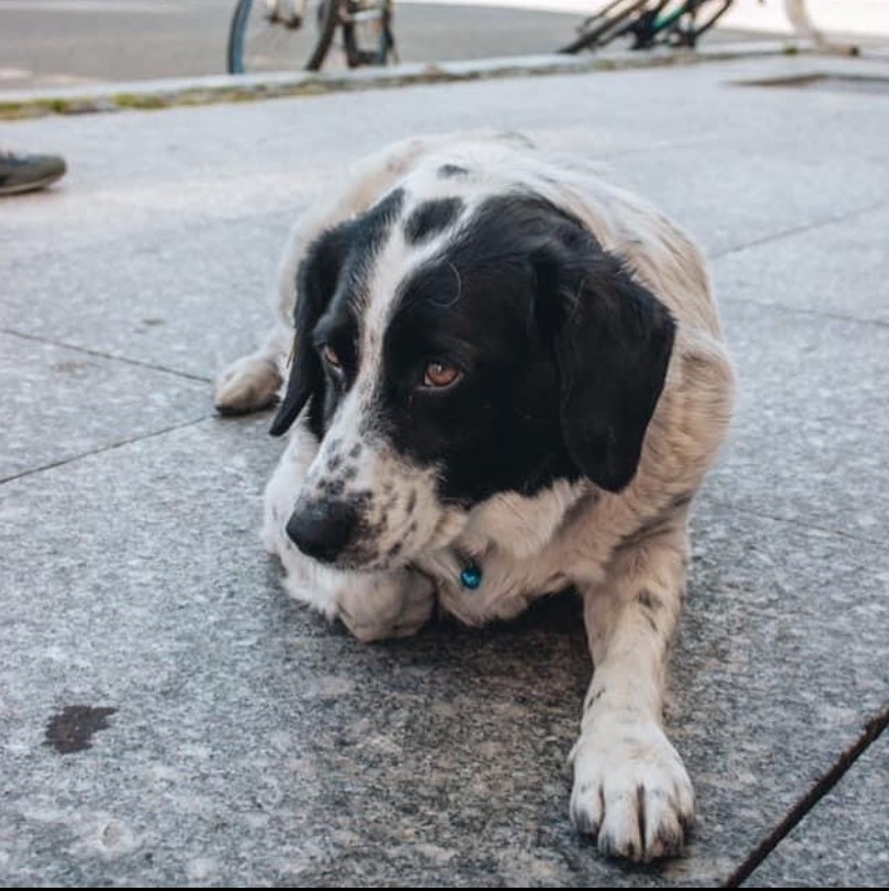 This stray dog barks aggressively at oncoming traffic to keep kids safe as they cross the street