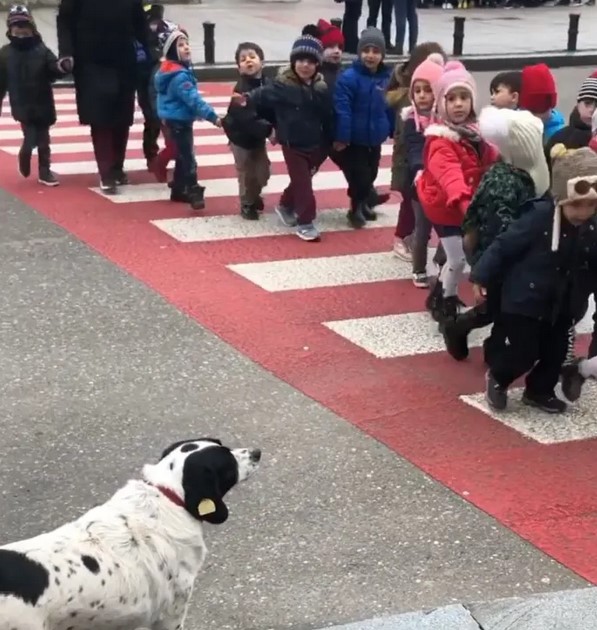 This stray dog barks aggressively at oncoming traffic to keep kids safe as they cross the street