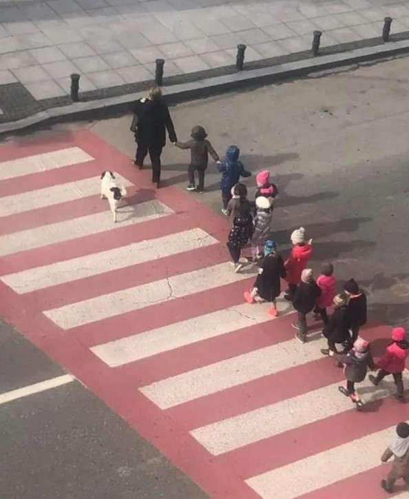 This stray dog barks aggressively at oncoming traffic to keep kids safe as they cross the street