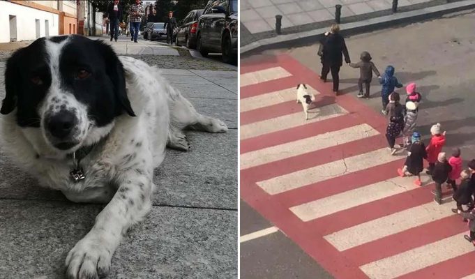 This stray dog barks aggressively at oncoming traffic to keep kids safe as they cross the street