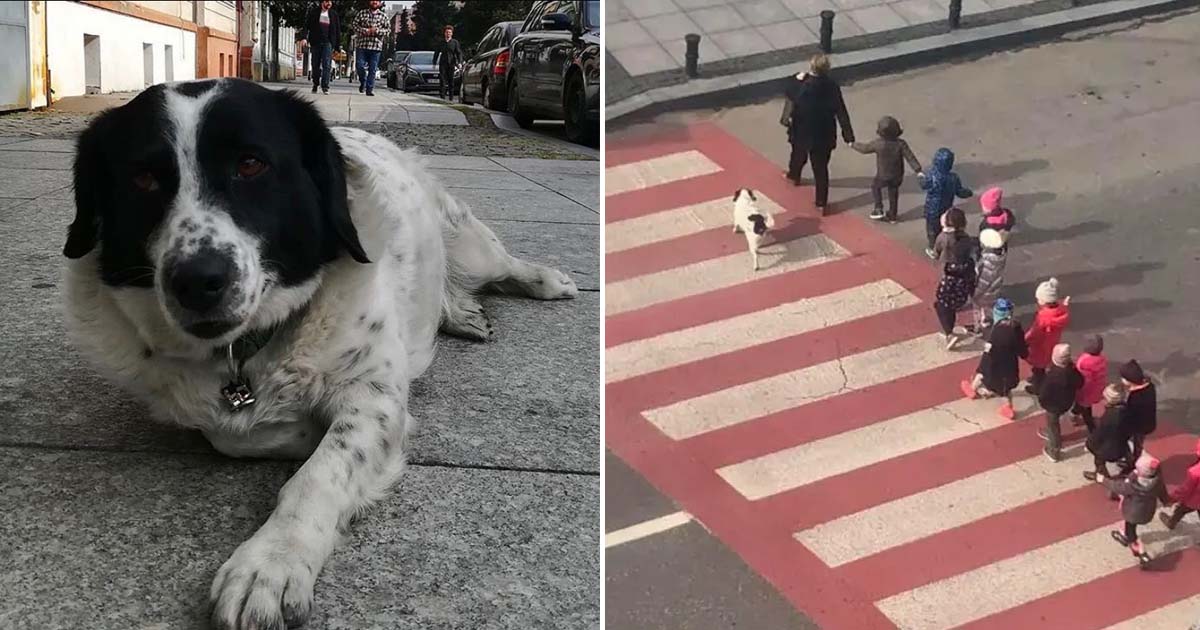 This stray dog barks aggressively at oncoming traffic to keep kids safe as they cross the street