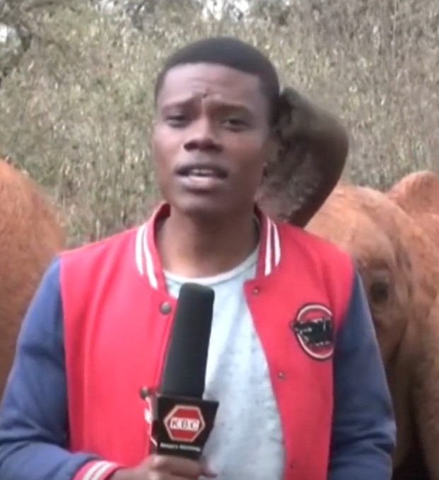 Baby Elephant Kindani tickles Journalist during live reporting