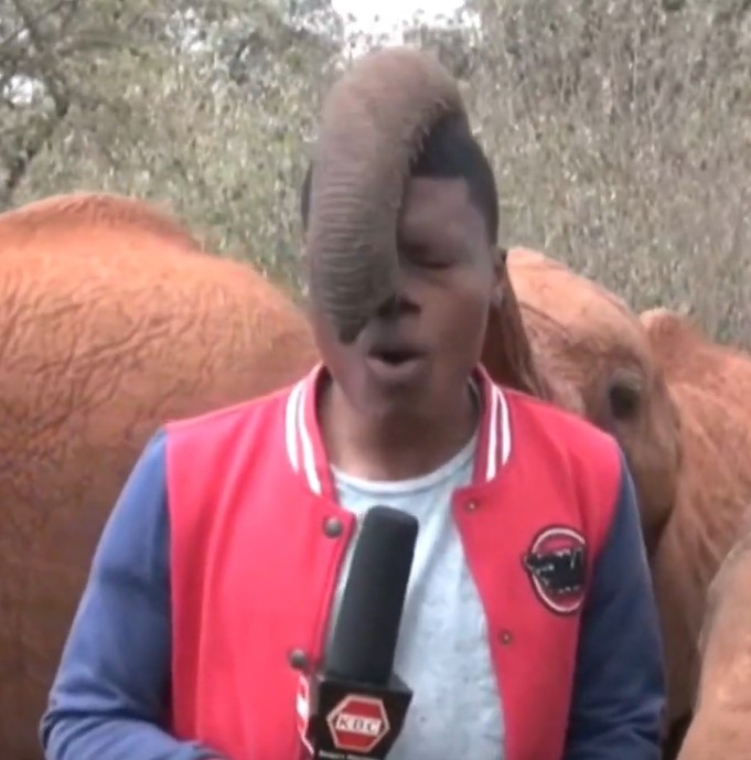 Baby Elephant Kindani tickles Journalist during live reporting