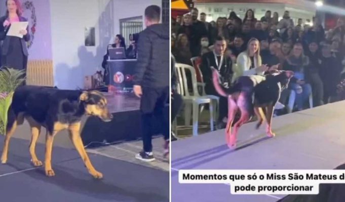 Dog takes beauty pageant spotlight with his pawsome strut down the runway