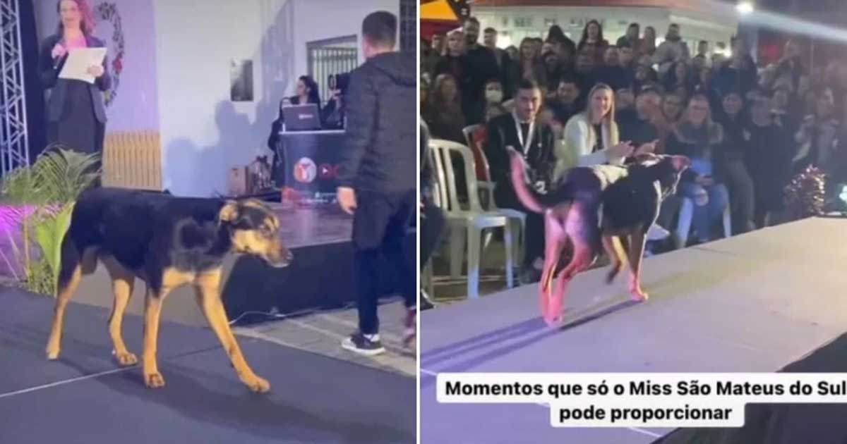 Dog takes beauty pageant spotlight with his pawsome strut down the runway