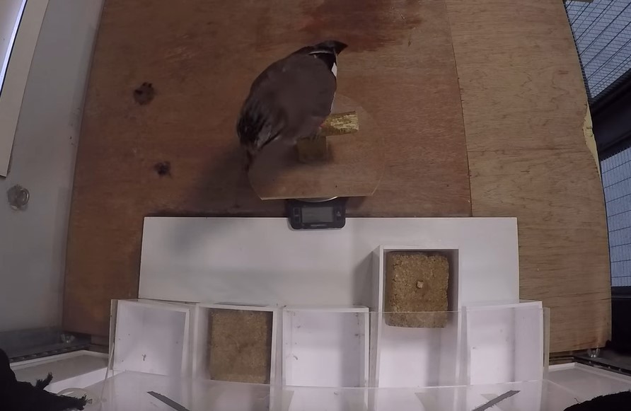 Birds, like humans, have self-control, and some have a lot of it