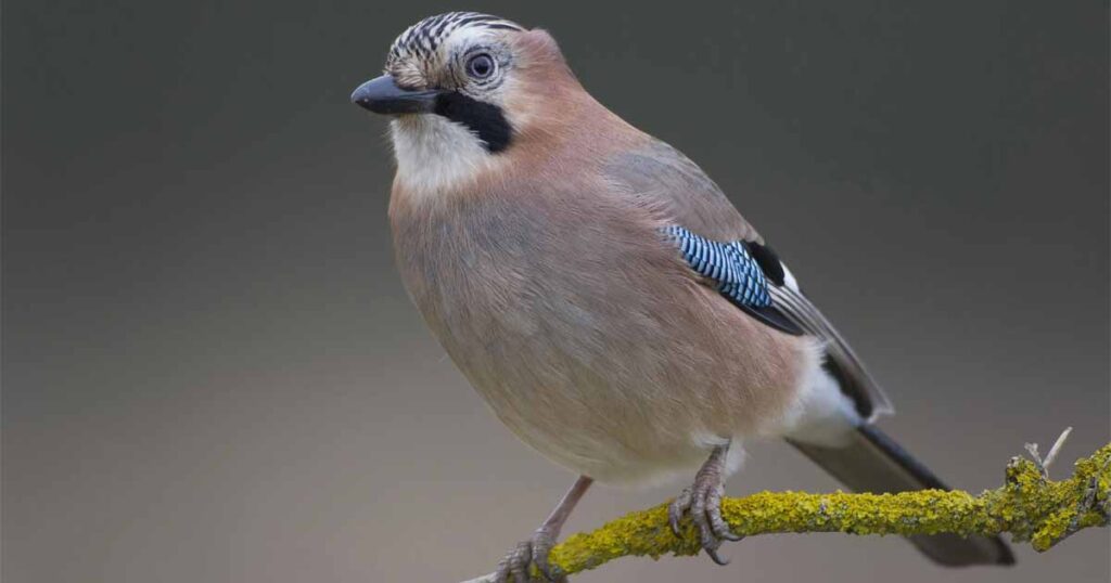 Birds, like humans, have self-control,  and some have a lot of it