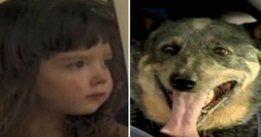 3-year-old disappears from home – 15 hours later, they see a dog crouching over her in the woods