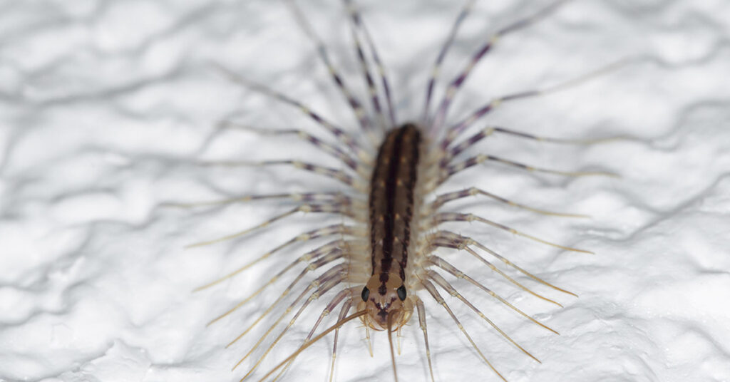Why You Should Never Ever Kill A House Centipede If You Find One Inside Of Your Home