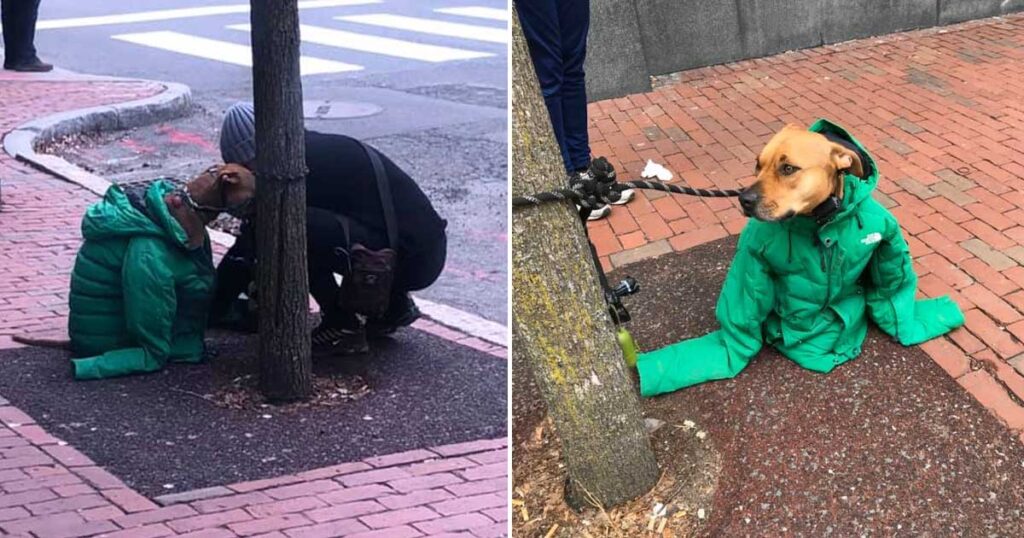 Woman gives dog her jacket so he can stay warm while waiting outside