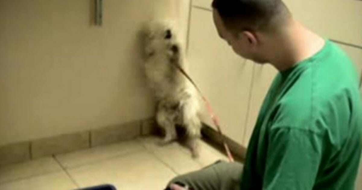 Scared dog who was about to be put down has a tearful reaction when she realizes she's been saved