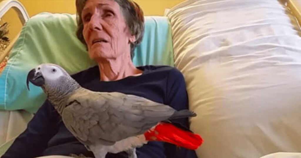 A dying woman says her final goodbyes to her parrot—the bird’s immediate response makes me cry