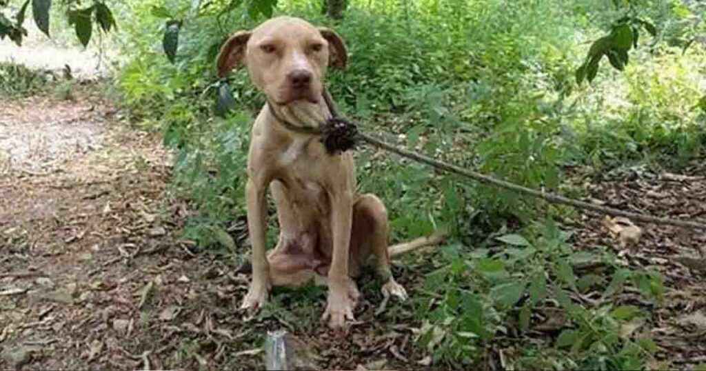 A pitbull was abandoned tied to a tree to die, but it didn’t stop protecting something important to it