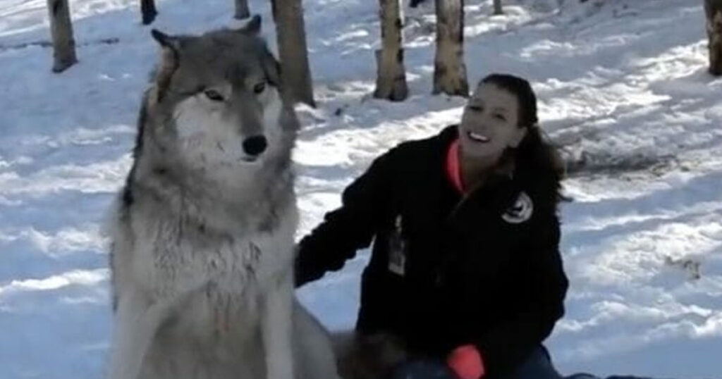 A big wolf sits beside a woman, see what happens when they look at each other