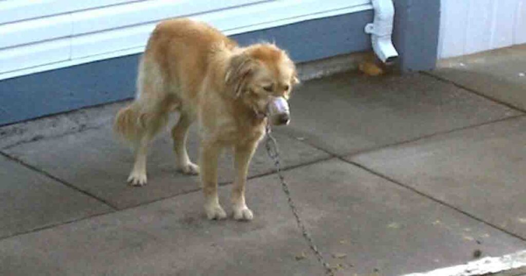 Neighbors save mistreated dog and provide him with loving life all dogs deserve