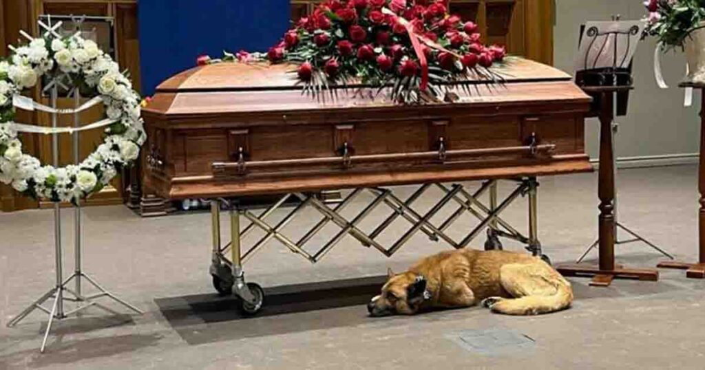 Dog lies beside Gordon Lightfoot’s coffin at memorial service—shows late singer’s love for dogs