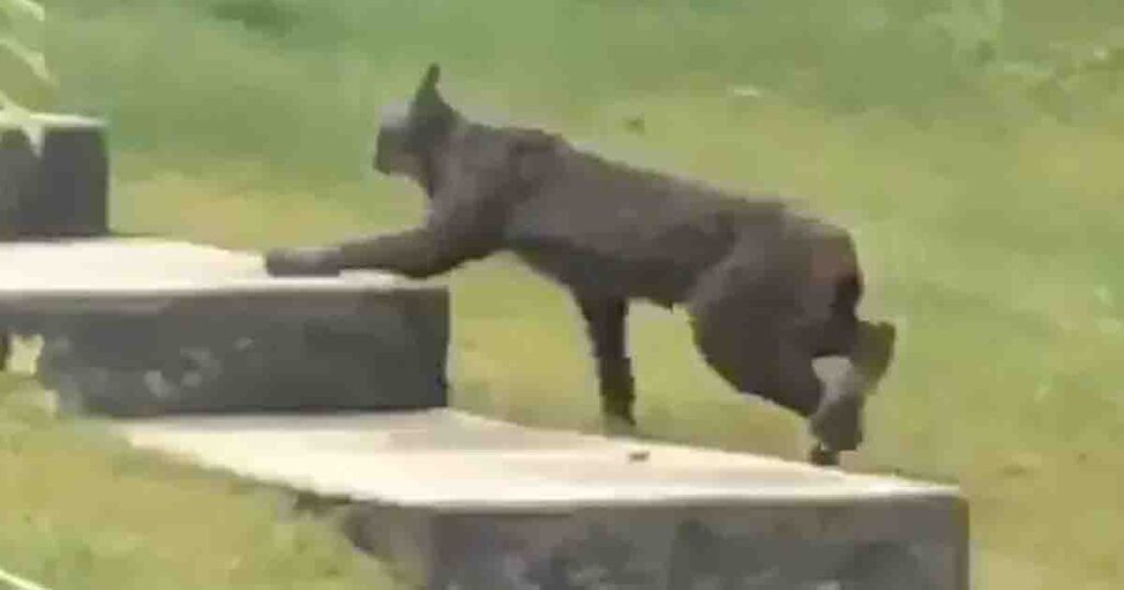 Black Canada lynx caught on camera for the very first time