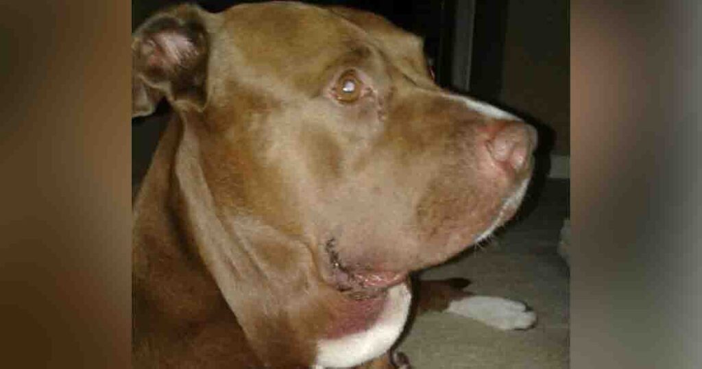 Unleashed pitbull charges at screaming child, owner later learns the terrible reason why