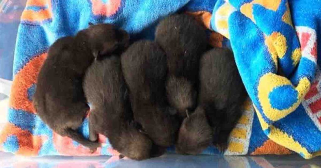 Man rescues puppies, soon discovers his major mistake