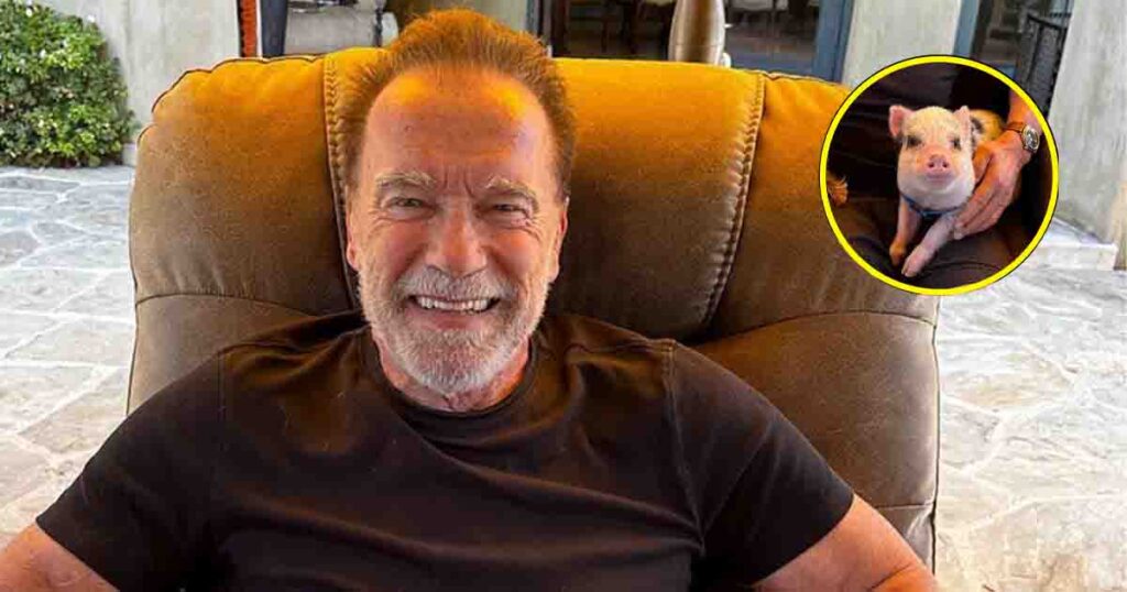 Arnold Schwarzenegger shares photos of his adorable pet pig: meet Schnelly