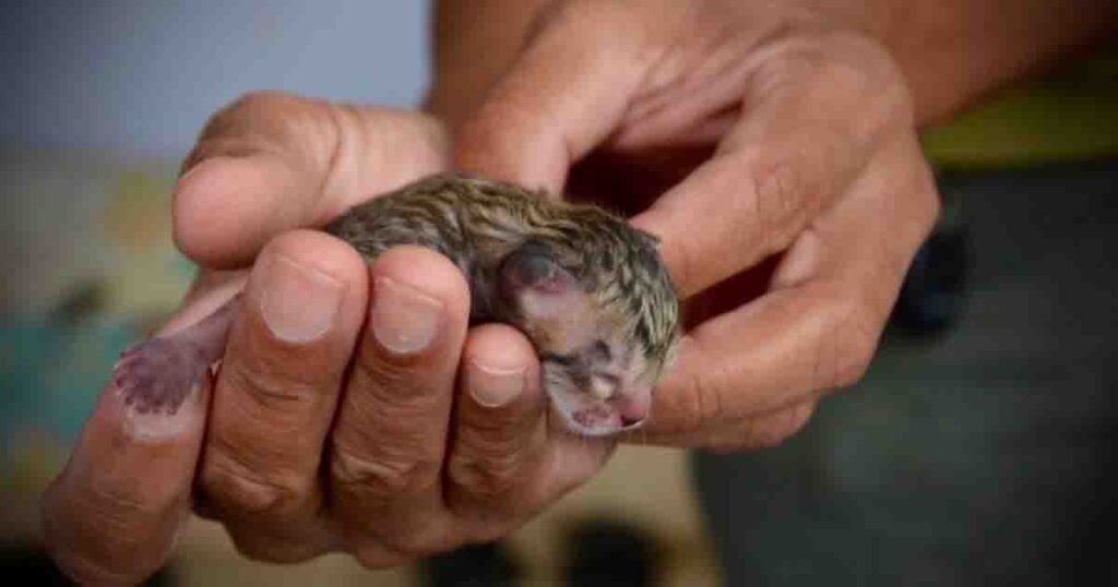 Family discovers abandoned cat on street—upon closer look they realize it’s no ordinary kitten