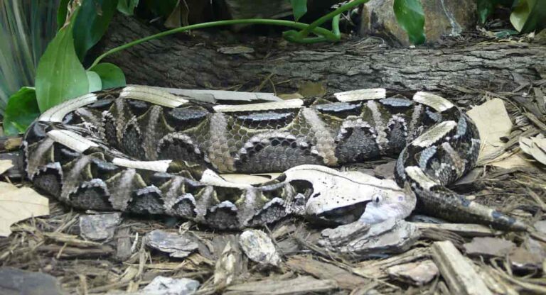 Discovering the mysterious gaboon viper—nature’s expert in camouflage ...