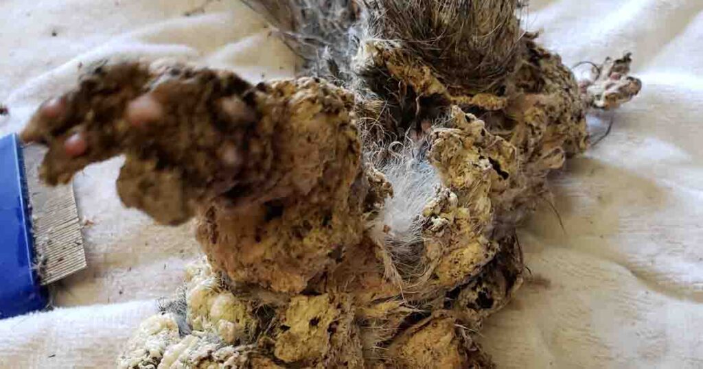 Teens discover ‘frozen’ animal trapped under car, rush it to vet who is surprised by what she sees