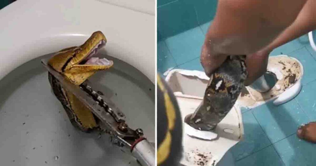 Huge 12-foot snake comes out of toilet—startles house owner