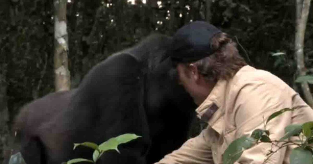 Everyone warned him about the gorilla he brought up—When they meet after 5 years, it’s too emotional to hold back the tears