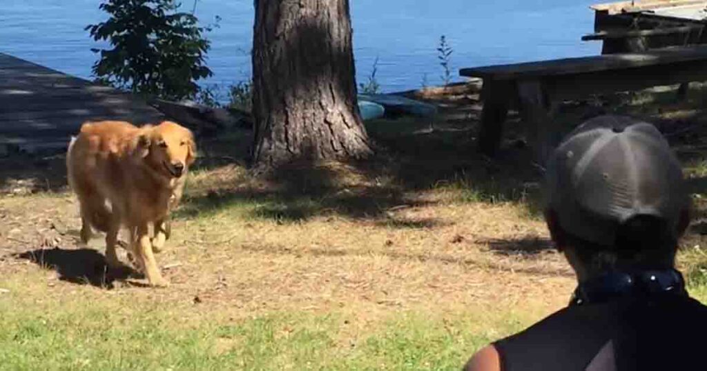 Man believed his dog had died in the rapids—10 days later she returned running