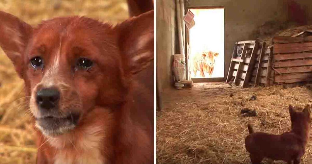 Sad puppy taken away from cow that brought him up—camera captures touching moment when they reunite