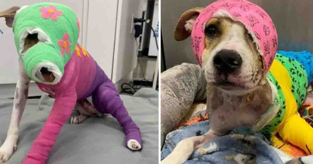 Riona was horribly set on fire—after a year of healing, she’s finally headed to her new home