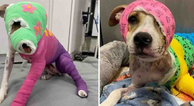 Riona was horribly set on fire—after a year of healing, she's finally headed to her new home