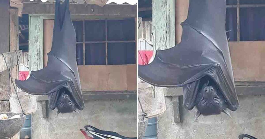 These bats may appear scary—but they’re gentle animals trying hard to endure hunting and forest destruction