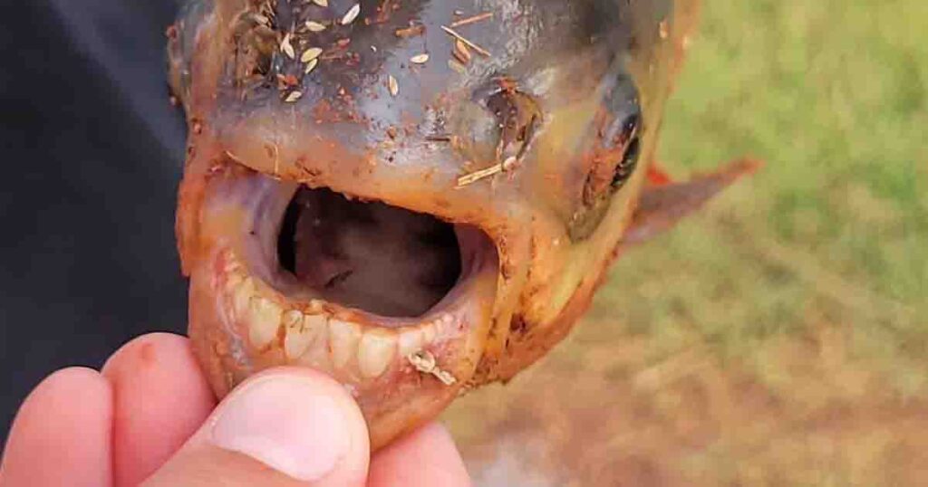 Oklahoma kid fishing by himself catches a fish that makes him scream in surprise