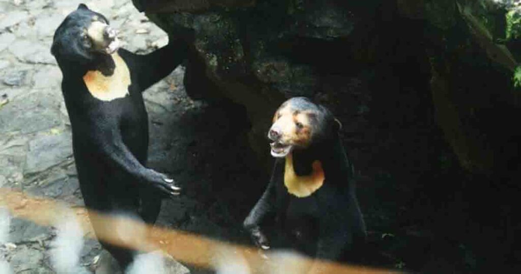 People believe this sun bear is really a person in a costume—zoo rejects wild rumors