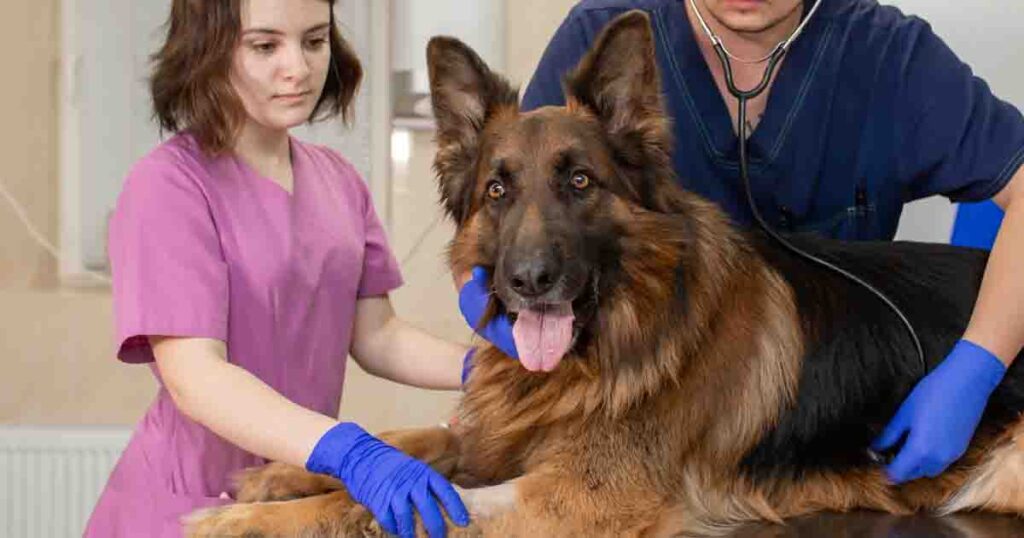 Vets share the sad last thing pets do before they are put to sleep