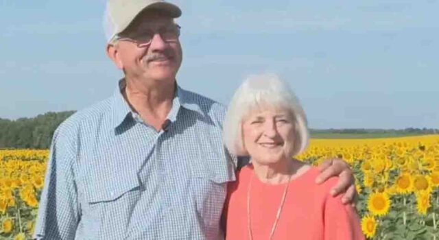Man secretly grows 1.2 million sunflowers to celebrate 50 years of marriage