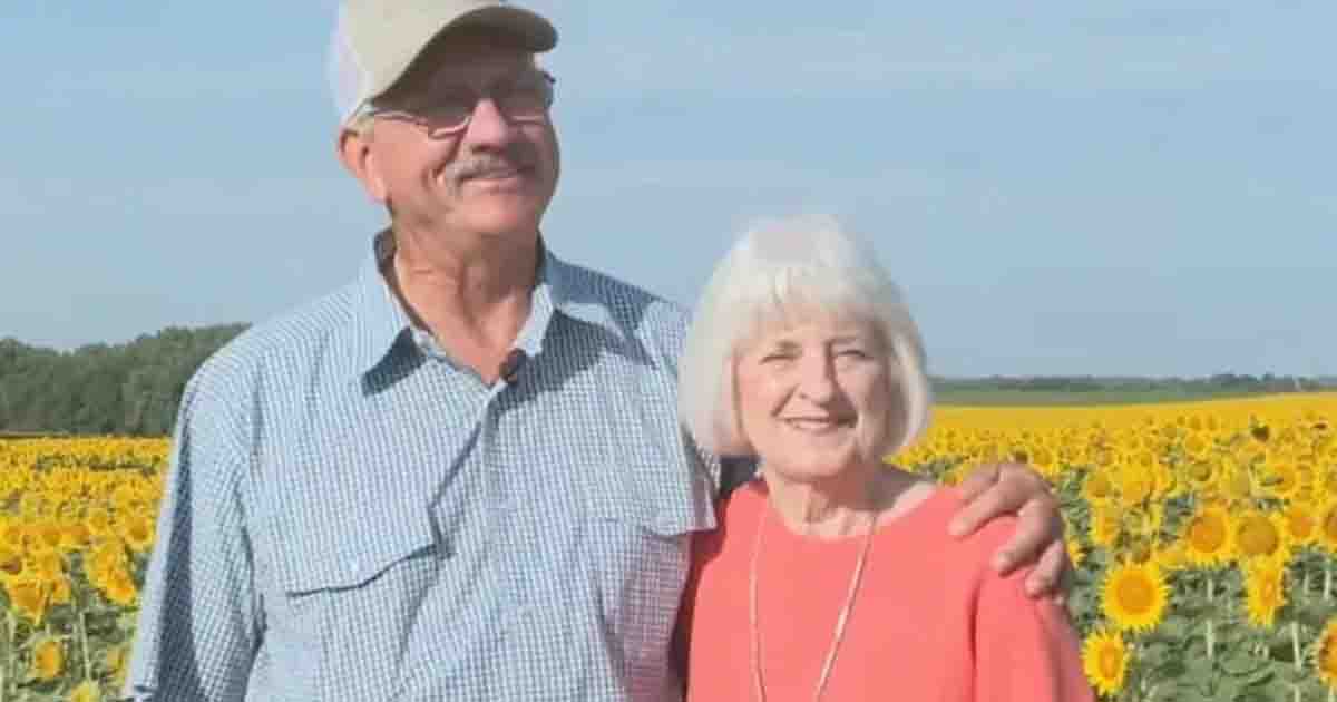 Man secretly grows 1.2 million sunflowers to celebrate 50 years of marriage