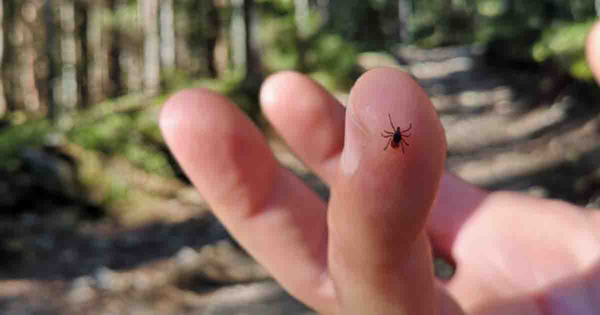 If you find a tick inside your house here's what you should know