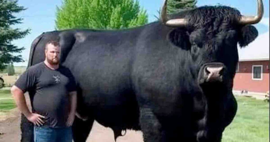 I just spent $6,500 on a registered Black Angus bull